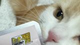 山村さくらさん「おしりんさんから焼津市のねこちゃん用おやつ頂きました🐈😭💕もかちゃんもとっても嬉しそう🎵」